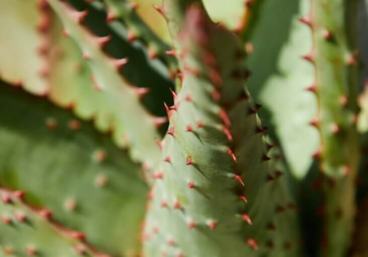 pexels-laker-6156436